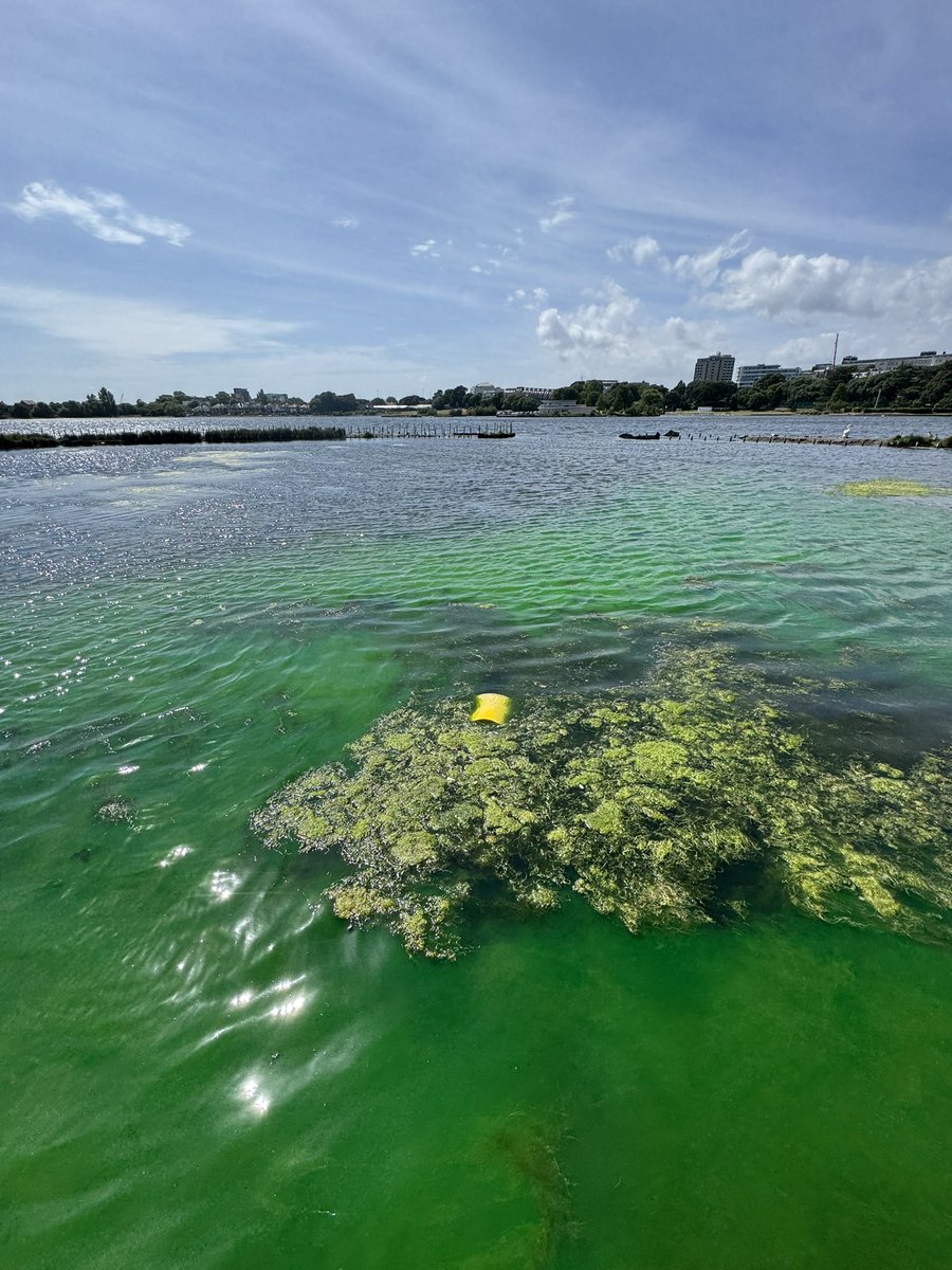 ScubaRoss's tweet image. Poole park lake not looking too clever - why so green? @BCPCouncil @PoolePost @Bournemouthecho