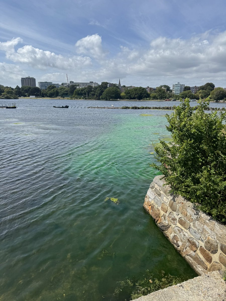 ScubaRoss's tweet image. Poole park lake not looking too clever - why so green? @BCPCouncil @PoolePost @Bournemouthecho