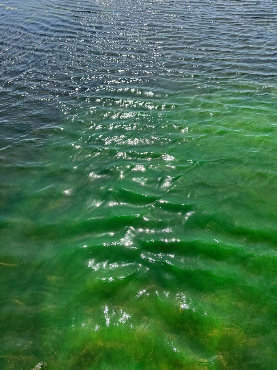 ScubaRoss's tweet image. Poole park lake not looking too clever - why so green? @BCPCouncil @PoolePost @Bournemouthecho