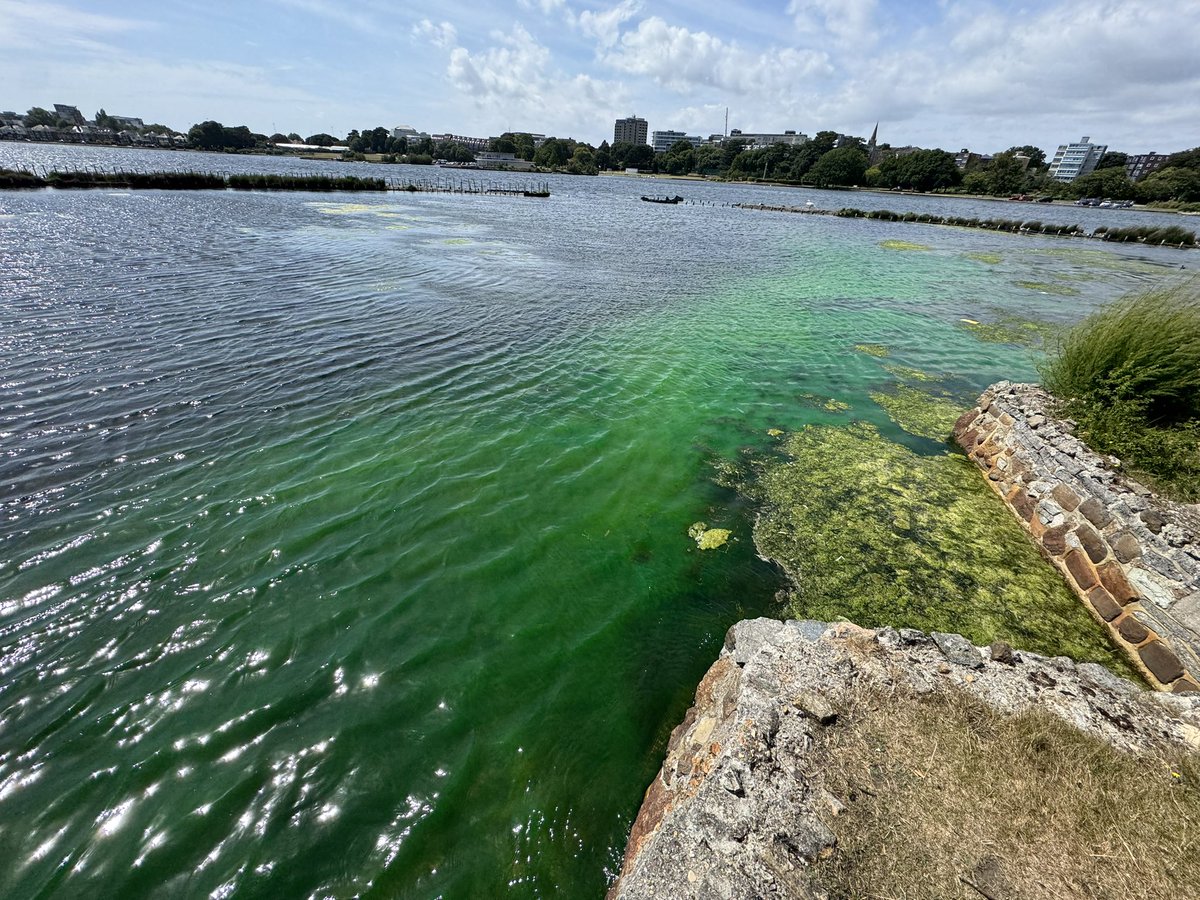 ScubaRoss's tweet image. Poole park lake not looking too clever - why so green? @BCPCouncil @PoolePost @Bournemouthecho