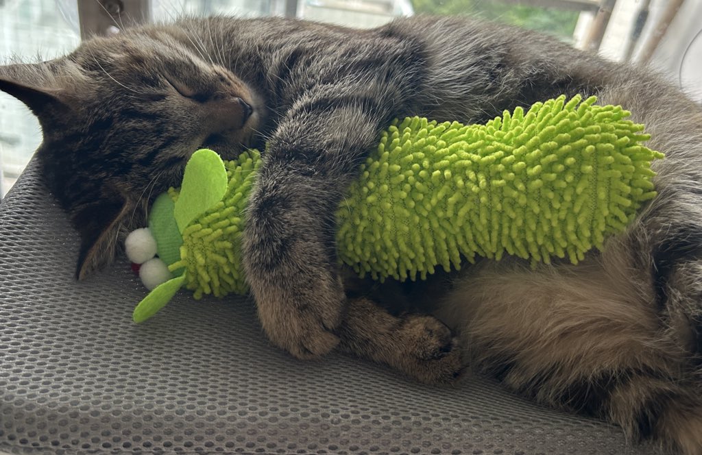 我的小猫也有阿贝贝吗？哈哈哈