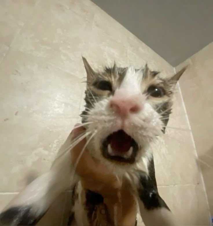 <a href="/hyunlixbb/">luana「 🌙 」KΛЯMΛ</a> Juro