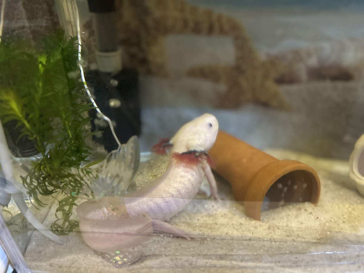 ウパのしっぽがマーメイドに巻きついてる🧜‍♀️