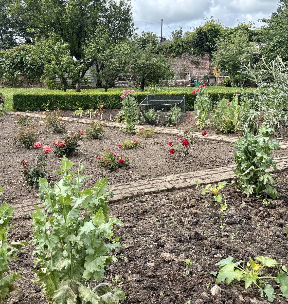 keithtesterliv1's tweet photo. A breezy day here at the Manor House. Weeded and tidied up another part of the patch, then some more succession sowing, beetroot, spinach and radishes. Also brick path weeded and brushed. #manorhouse #garden #brickpath https://t.co/oZCZAZOh8C