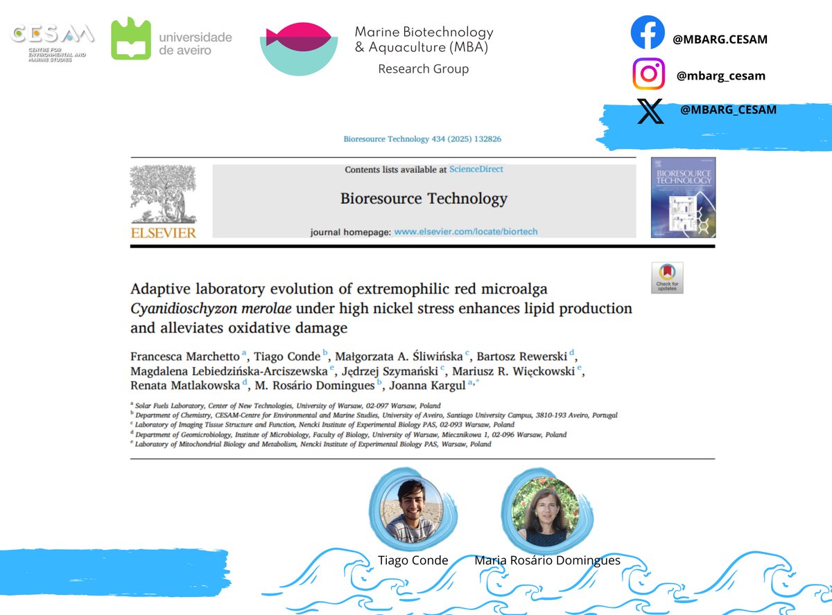 Our researchers 👨‍🔬👩‍🔬, are authors of a paper that applied #adaptivelaboratoryevolution  (ALE) 🧪to enhance the #metabolic robustness of the red #microalga #Cyanidioschyzon merolae 🔴  under extreme #Nickel #stress.
doi.org/10.1016/j.bior…
#cesam_univ
@cesam_univ
<a href="/ElsevierConnect/">Elsevier</a>