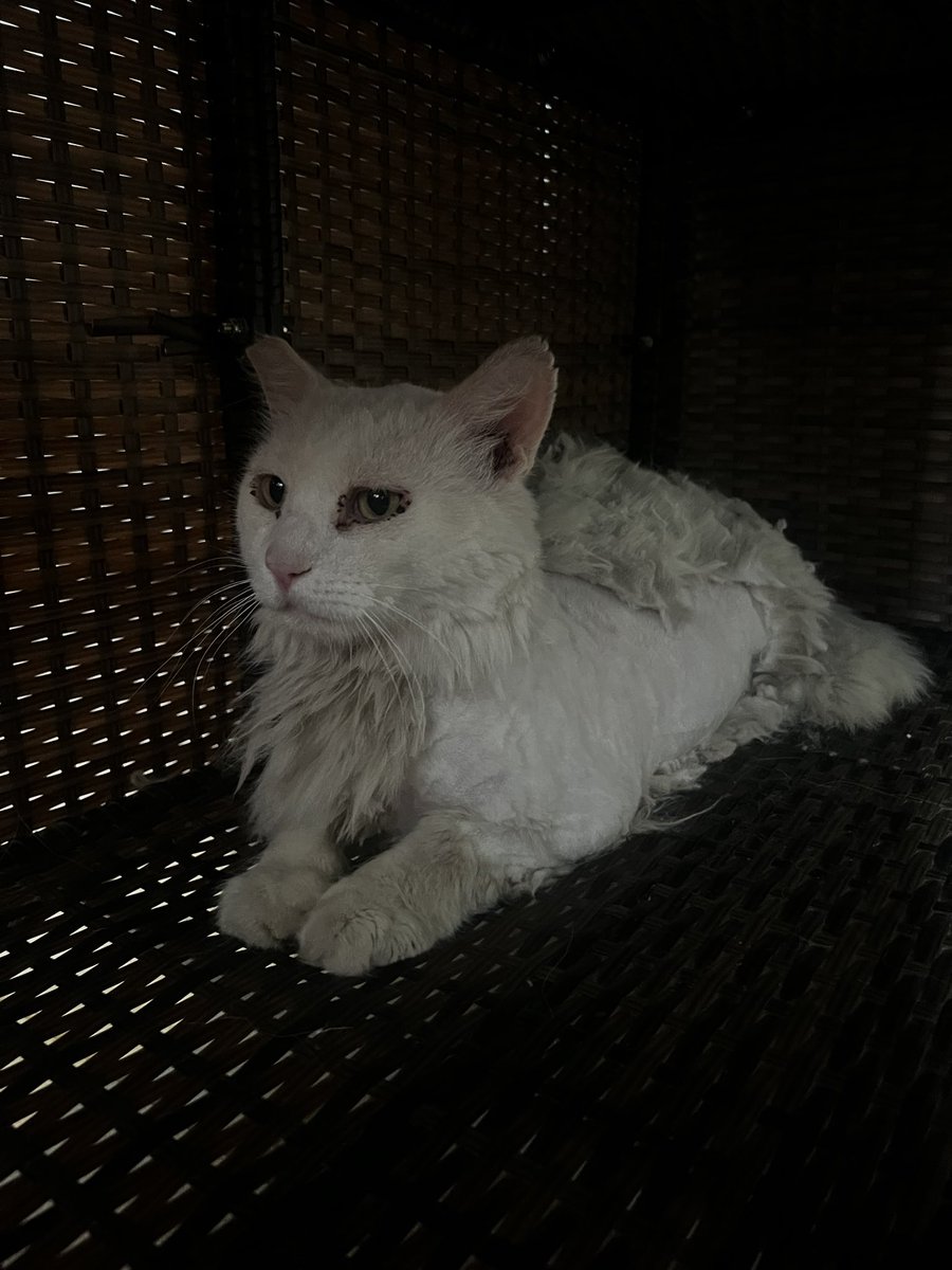 Yesterday while at work, we had a stray cat walk into our job site

This poor boy had huge mats, and fur twice to three times the size it’s supposed to be

After talking to locals he’s been an outside cat for months, he’s already fixed but we decided to take him home

Follow and