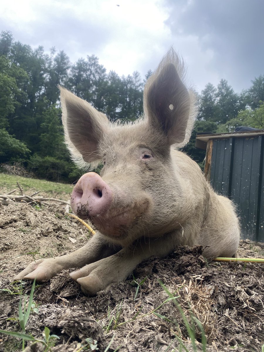 Pigoneer Pig Of The Day Annie! 
Annie the phantom bottom nipper trying to look all innocent. Just ask <a href="/AndiePigoneer/">Andie Ⓥ Pigoneer ™️ 𓃟</a> about it, she's been on the end of a cheeky little bottom nip😆
Join the Pigoneers to help support our 98 rescue pigs
Only £2.50 a month ⬇️ globalvegancrowdfunder.org/pigoneer-2000-…