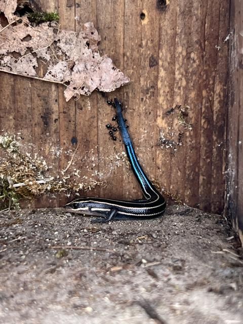 From flying squirrels, to frogs, to skinks (a kind of lizard), we've seen a lot of non-avian nest box inhabitants. What kind of animals have you seen using your boxes?

📷: Kathleen Wegman (squirrel), Krista Daniels (frog), Blackwater NWR (skink)