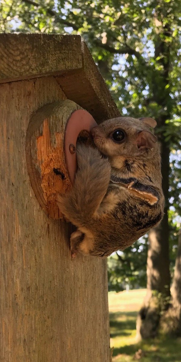 NestWatch tweet media