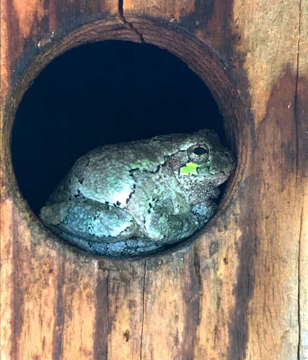 NestWatch tweet media