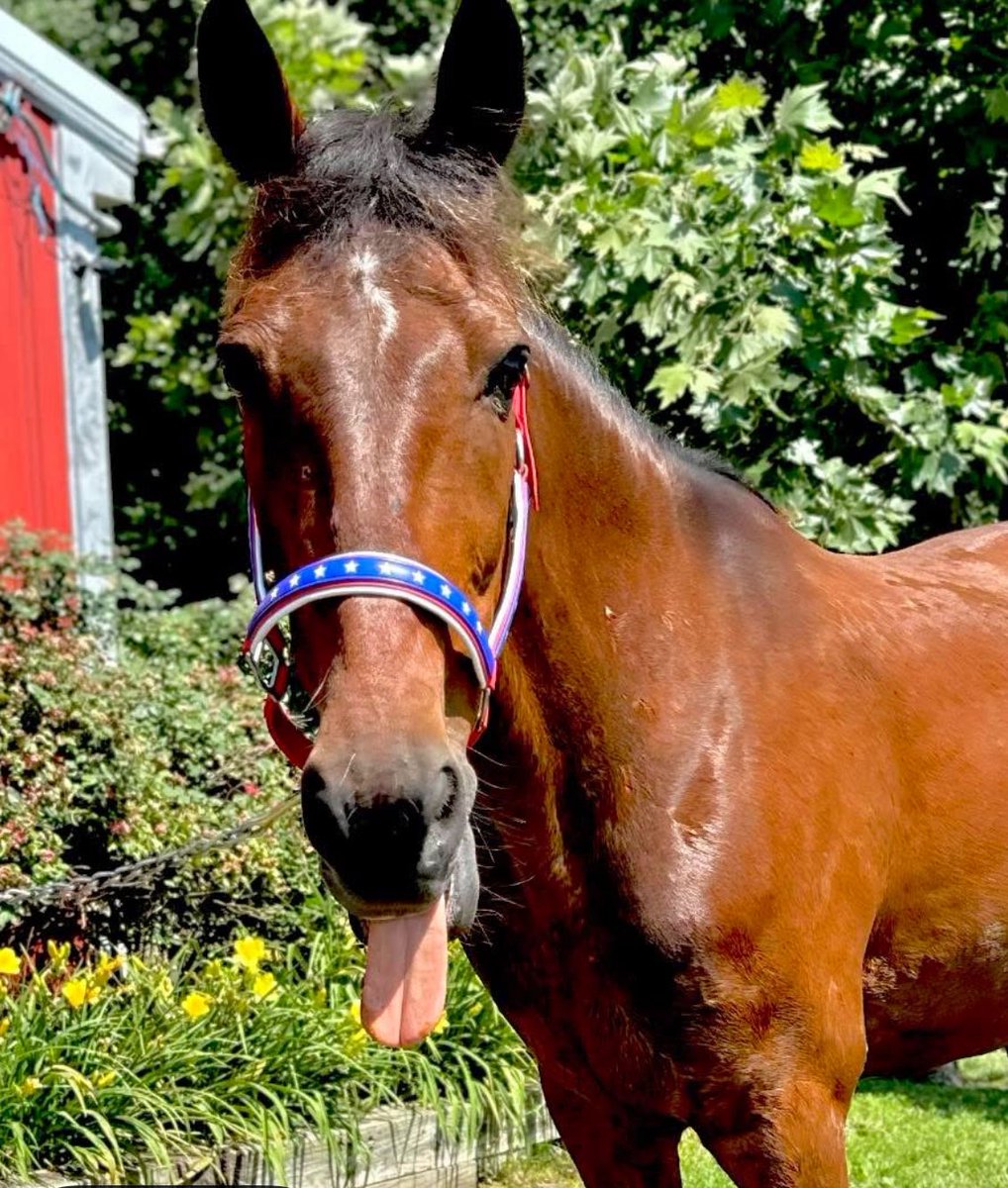 One of our saves is handsome Willy! Loves his 4th of July halter. He is adoptable!