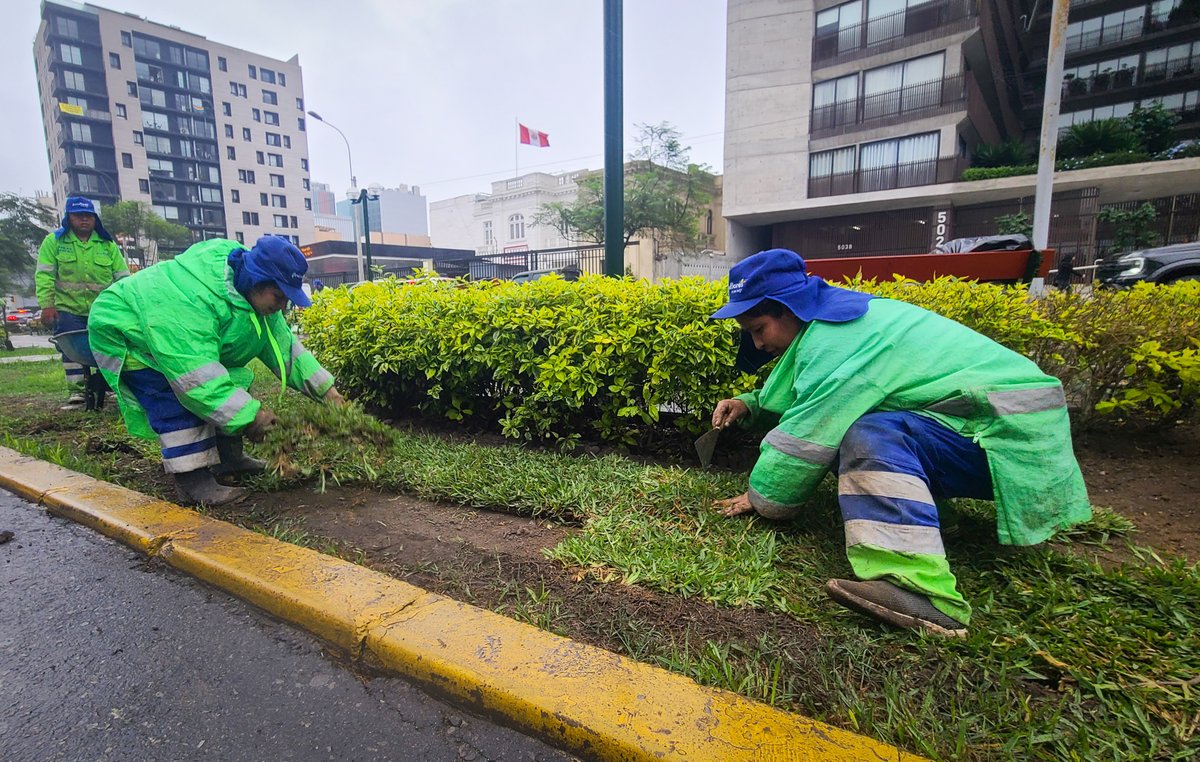 Muni de Miraflores (@munimiraflores) on Twitter photo 💚¡Seguimos embelleciendo nuestra ciudad! 💞
Estamos realizando la siembra de grass en champa en la berma central de la Av. Arequipa, con el objetivo de mejorar y recuperar nuestras áreas verdes. 💚💚
Trabajamos por un entorno más limpio, verde y saludable para todos. 🌿🪴 💚¡Seguimos embelleciendo nuestra ciudad! 💞
Estamos realizando la siembra de grass en champa en la berma central de la Av. Arequipa, con el objetivo de mejorar y recuperar nuestras áreas verdes. 💚💚
Trabajamos por un entorno más limpio, verde y saludable para todos. 🌿🪴