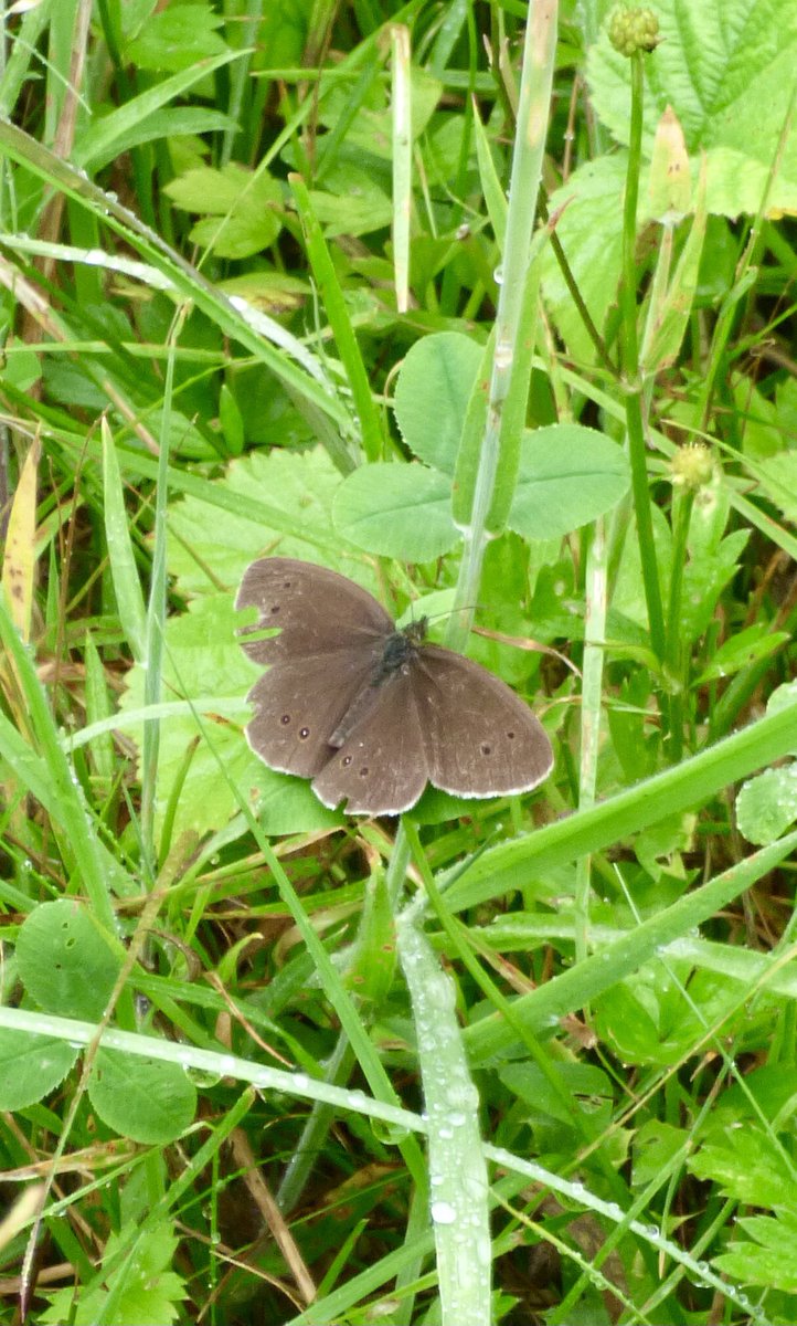 Alan_Kitson1's tweet photo. At Pulborough Brooks, out in the light rain, were ringlet butterflies. https://t.co/BeaLrkCbjC