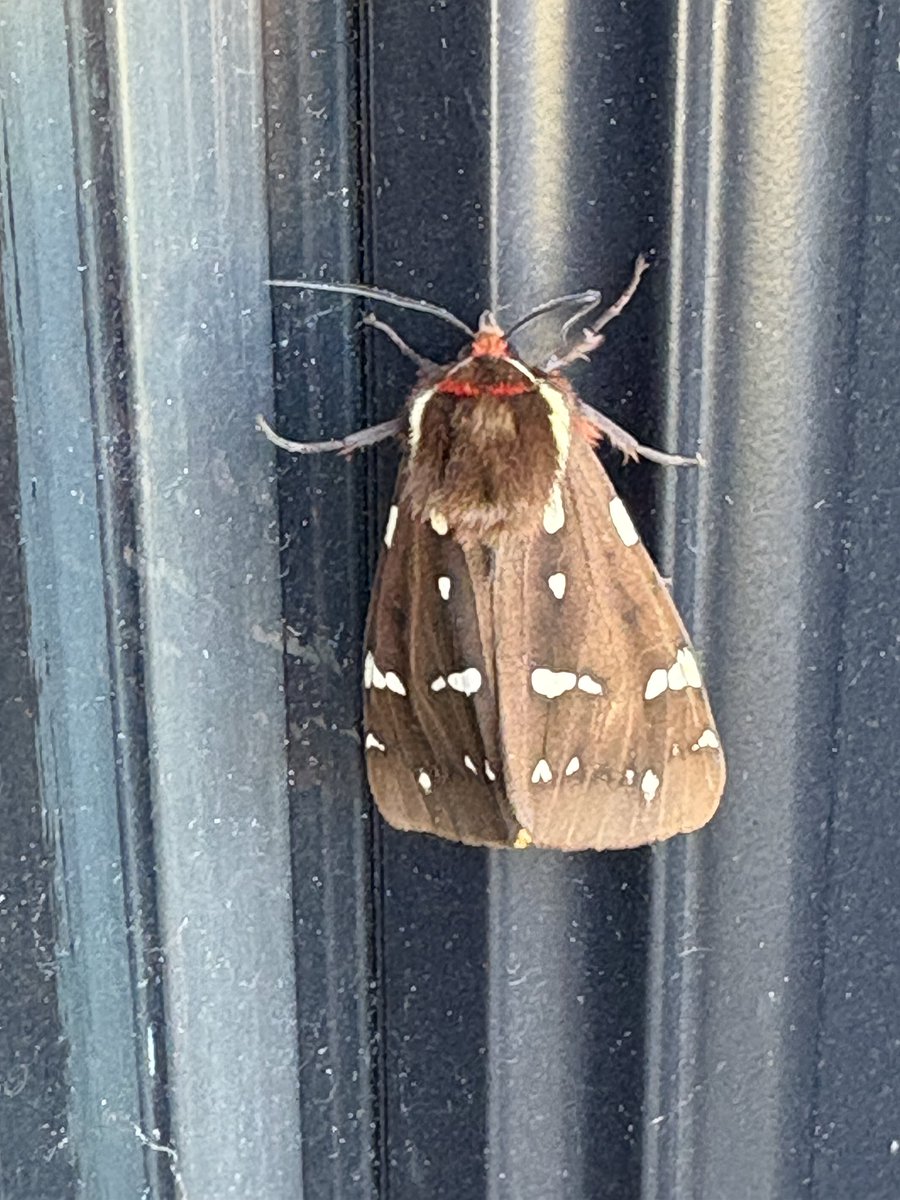 Good morning, world. I found a pretty moth.