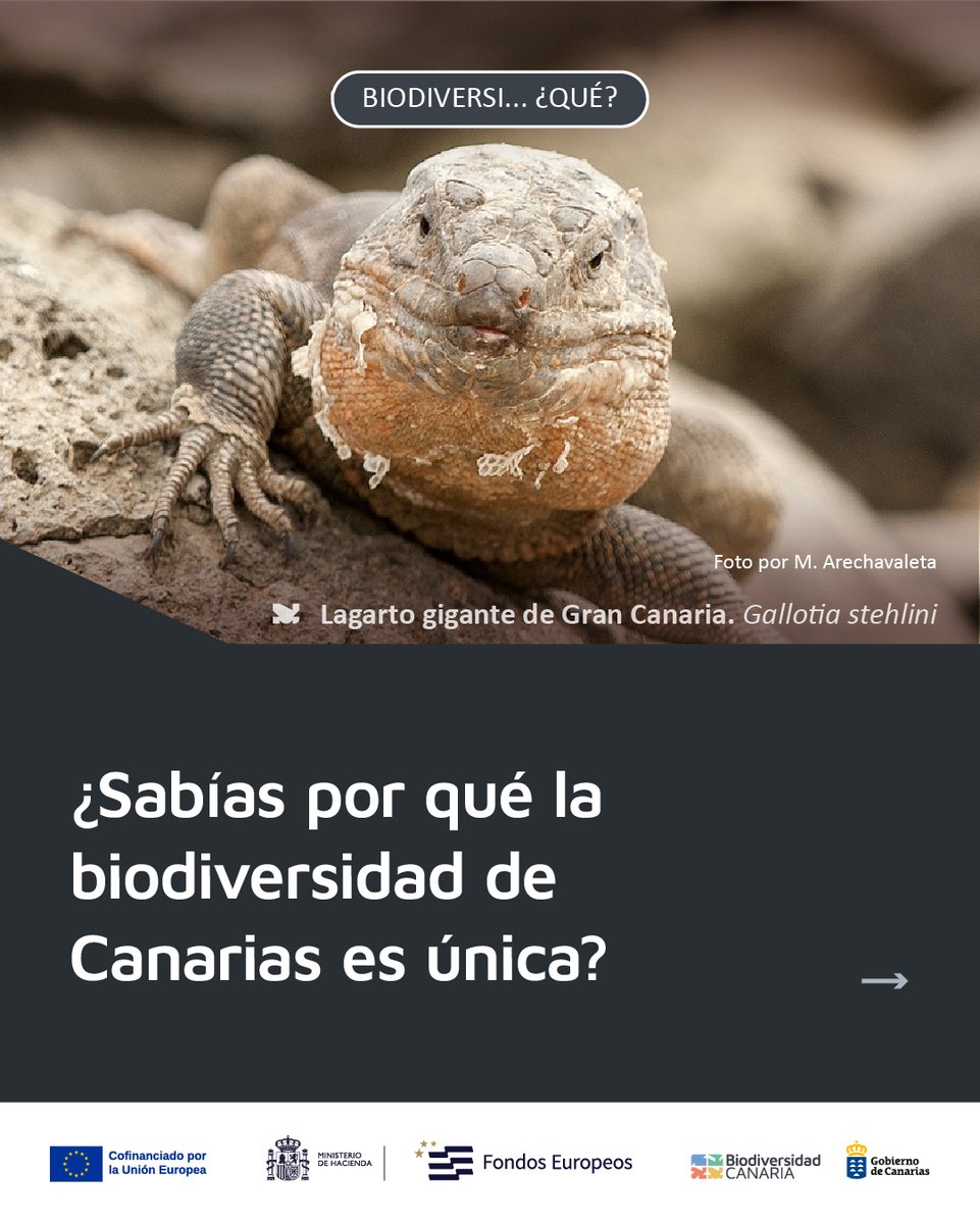 Hablamos mucho de leyes y catálogos, pero ¿por qué son tan necesarios en Canarias? Por la riqueza y exclusividad de parte importante de su biodiversidad. 🧵⬇️

#BiodiversidadCanaria #SomosBiodiversidadCanaria #EspeciaciónInsular