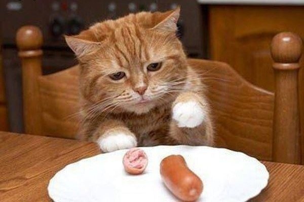 ¿Que puede comer un gato y que no puede comer? Comparte tu opinión