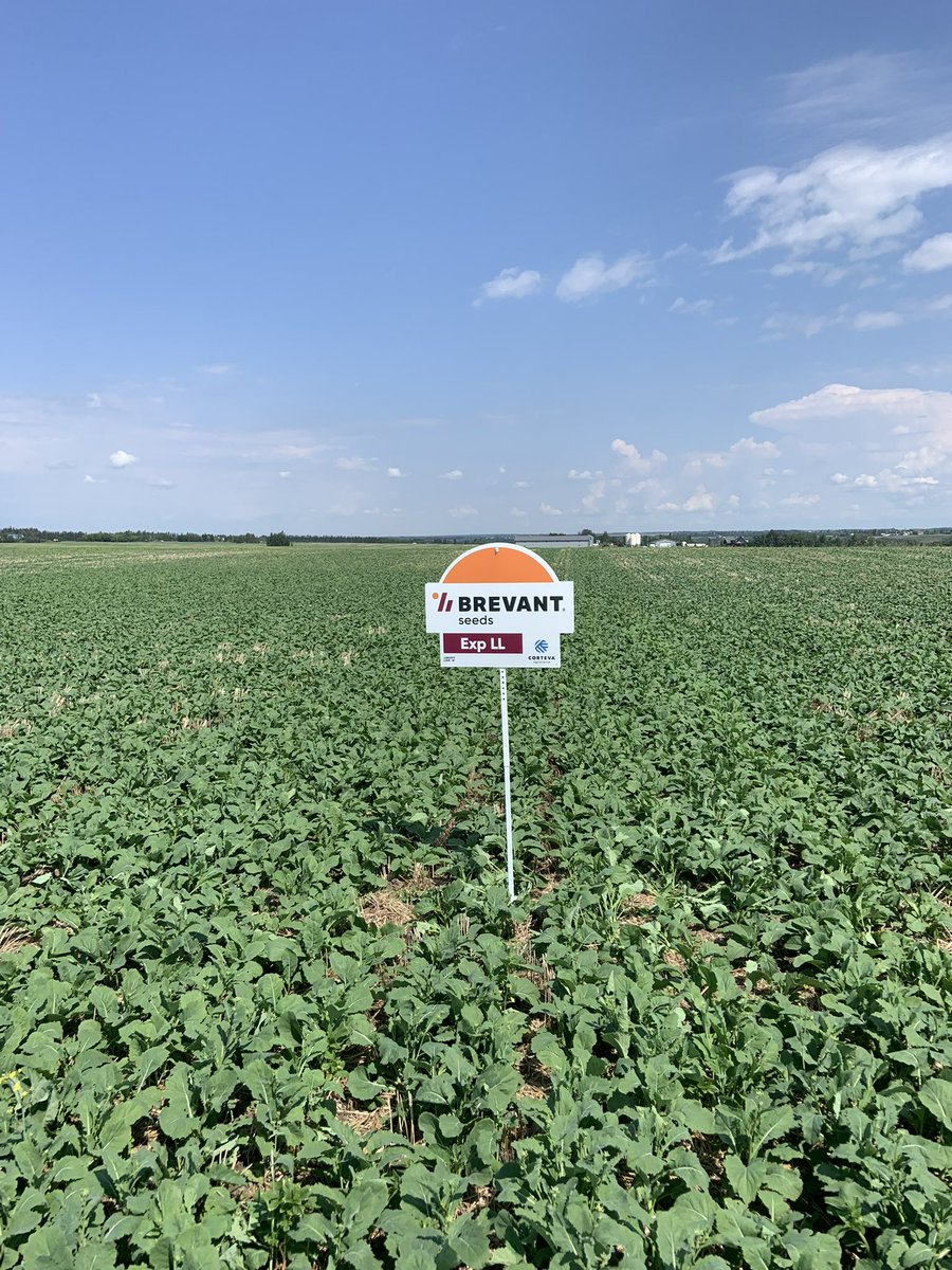 <a href="/BrevantSeedsCA/">Brevant seeds Canada</a> is looking beautiful already!!