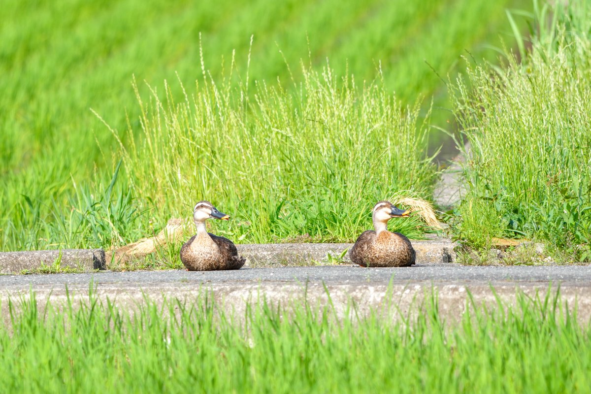 なんだか楽しそう

#野鳥
#カルガモ