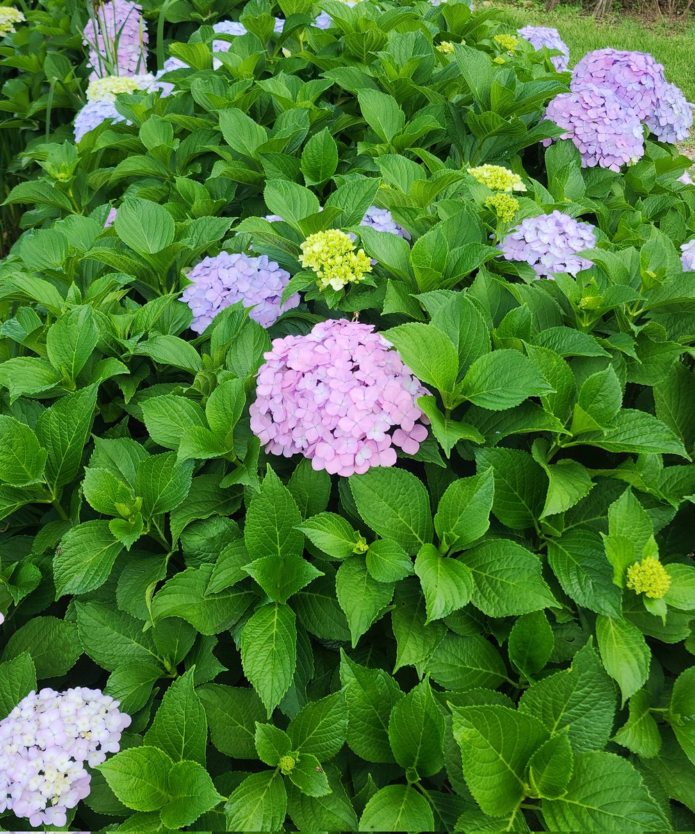 수국 이쁘다☺️