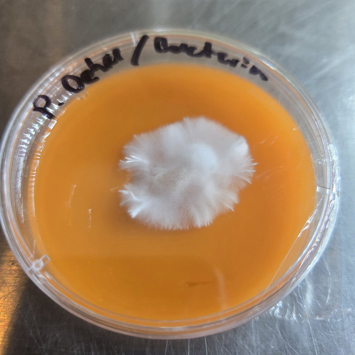 P. Ochraceocentrata eating up bacteria