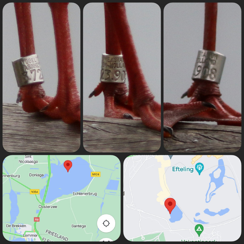 Niels van Pelt tweet media