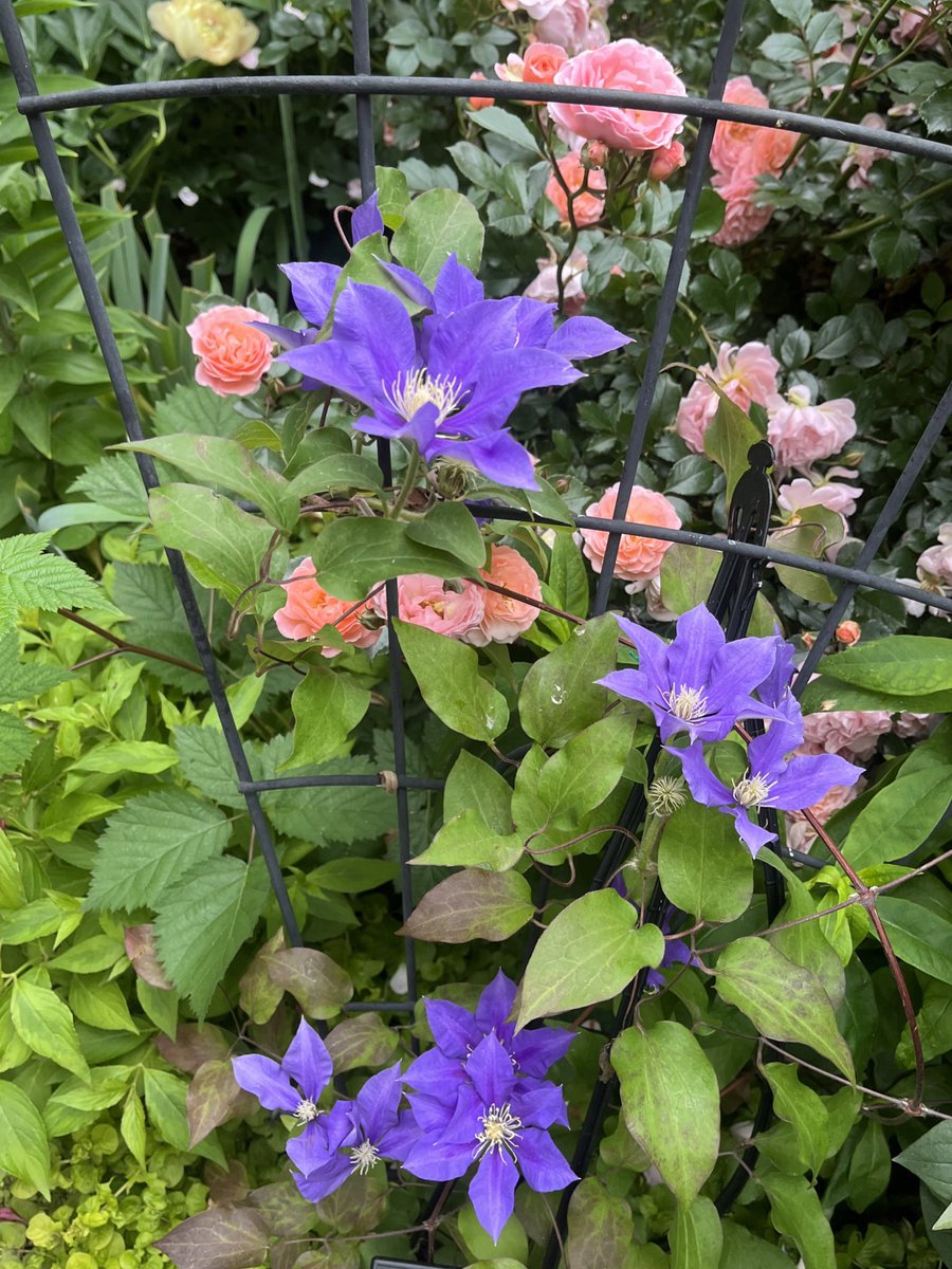 Gorgeous clematis with pink roses. Love the colour combination. 💜🩷 #ClematisThursday