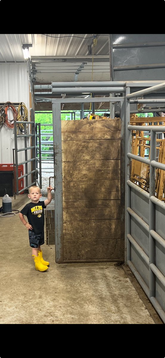 dbfarms2023's tweet image. Lil hog farmer had to help work cattle at the vet clinic this morning. Looks like they’re not bringing the cattle as fast as he can work them.