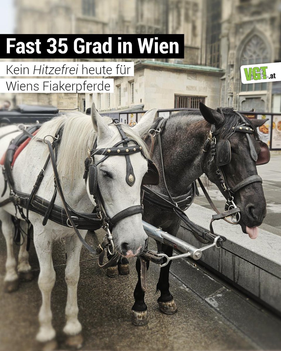 Obwohl heute bis zu 37 Grad angesagt wurden, sind dennoch viele #Fiaker auf den Standplätzen unterwegs. Wir sind vor Ort. Die Temperatur hat heute an der 35-Grad Marke gekratzt, dennoch bekommen Wiens #Fiakerpferde heute nicht Hitzefrei.