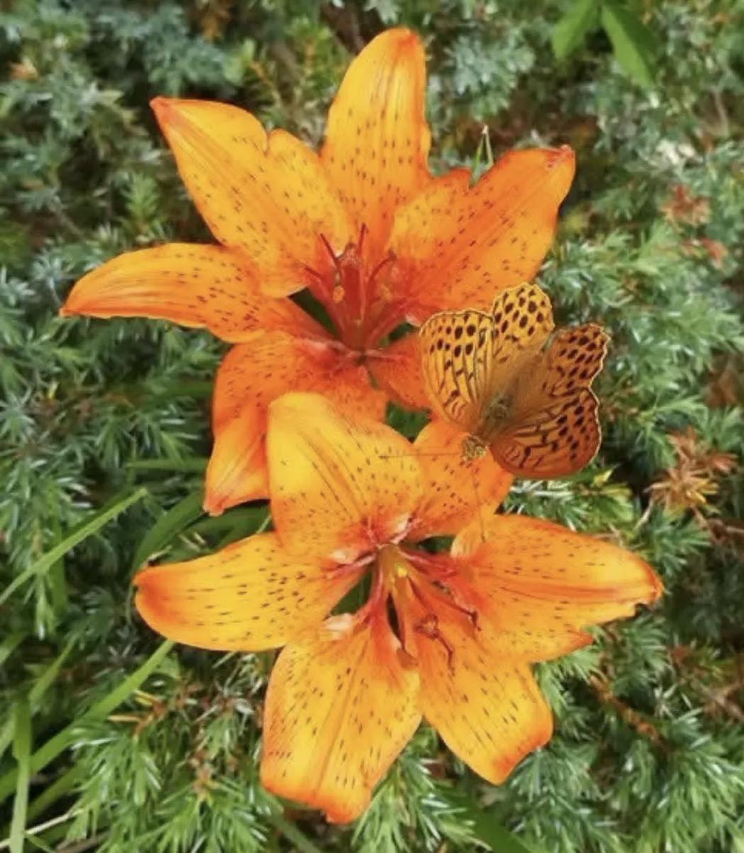Uno splendido trio: due Gigli di San Giovanni (Lilium bulbiferum) e una farfalla Pafia (Argynnis paphia).
La natura che sorprende, sempre!
📷 IG filippodidonato.guida.abruzzo
#abruzzolovers #abruzzoturismo #maiellanationalpark #gigliodisangiovanni #abruzzo