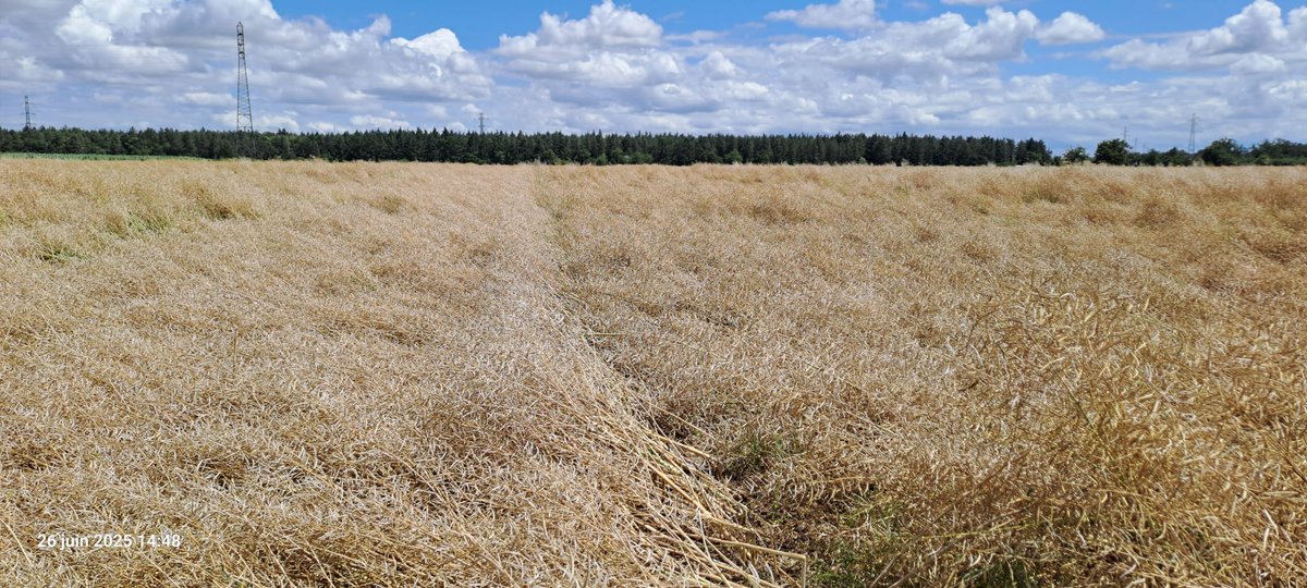 Orages sur #colza secteur ST POURCAIN-03...    De la différence variétale nette en terme de tolérance égrenage !   Variété LG à droite moins "blanche" = moins de siliques ouvertes  #MerciChersélectionneurs #LGseeds <a href="/PierreA_Marre/">Pierre-Alexis Marre 🌾🌻🌽</a> <a href="/OlivierCOSTE2/">Olivier COSTE</a> <a href="/CyrillePorcher/">Cyrille PORCHER</a> <a href="/PpluquetPluquet/">Philippe Pluquet</a>