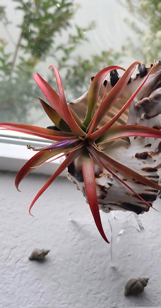 My happy Tillandsia 🌞