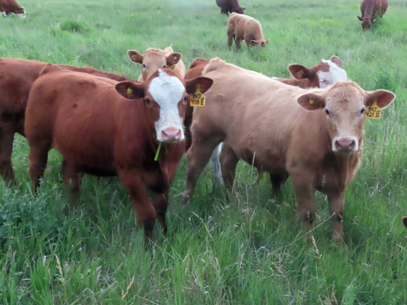 Byron &amp; Jenna Johnson - 625# October Delivery Steer Calves - 95 Head (Strasbourg, SK) VBP+ - Team Auction teamauctionsales.com/Byron-Jenna-Jo… Friday, June 27th @ 9:00 AM MDT! Sign in @ teamauctionsales.com to preview and participate! <a href="/CdnSimmental/">Canadian Simmental</a> <a href="/canCharolais/">Canadian Charolais</a> <a href="/VBPCanada/">VBP+ Canada</a>