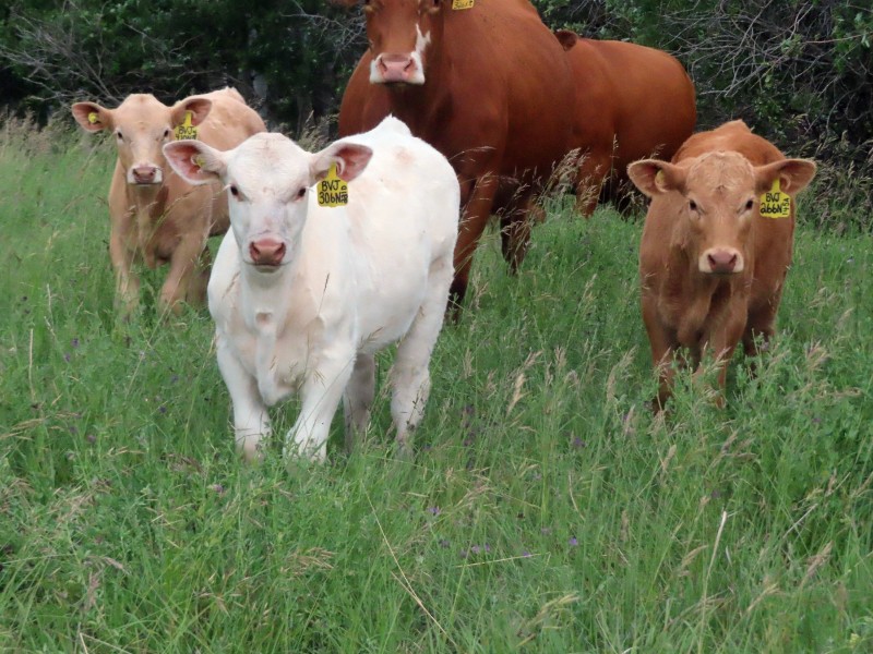 Byron &amp; Jenna Johnson - 555# October Delivery Heifer Calves - 50 Head (Strasbourg, SK) VBP+ - Team Auction teamauctionsales.com/Byron-Jenna-Jo… Friday, June 27th @ 9:00 AM MDT! Sign in @ teamauctionsales.com to preview and participate! <a href="/CdnSimmental/">Canadian Simmental</a> <a href="/canCharolais/">Canadian Charolais</a> <a href="/VBPCanada/">VBP+ Canada</a>