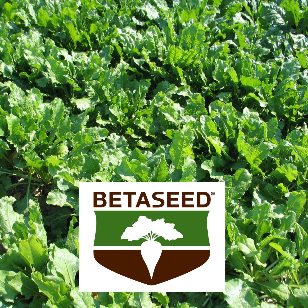 AbSugarBeetGrowers (@asbg) on Twitter photo Taking a look at the great growth on our crops last season. ASBG would like to thank Betaseed <a href="/Betaseed1/">Betaseed North America</a> for providing the amazing seeds that grow into delicious sugar beets, just like the ones here! #ABSugar22 #AlbertaSugarBeetGrowers #Seeds #SugarBeets #GMOSeeds #RoundUpReady Taking a look at the great growth on our crops last season. ASBG would like to thank Betaseed <a href="/Betaseed1/">Betaseed North America</a> for providing the amazing seeds that grow into delicious sugar beets, just like the ones here! #ABSugar22 #AlbertaSugarBeetGrowers #Seeds #SugarBeets #GMOSeeds #RoundUpReady