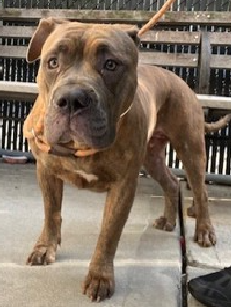 NMBewitched's tweet photo. "Disappointment is the gap between what we wish and what is."
Ngoma
New Intake #NYCACC
#RescueOnly #FosterMe #Pledge4Me
Ngoma
No rainbows to paint
Sits alone, scared & sad
In the cage of death, awaiting her fate
But you can control it
Give her time, a home, love & life https://t.co/ICNGqWJkku