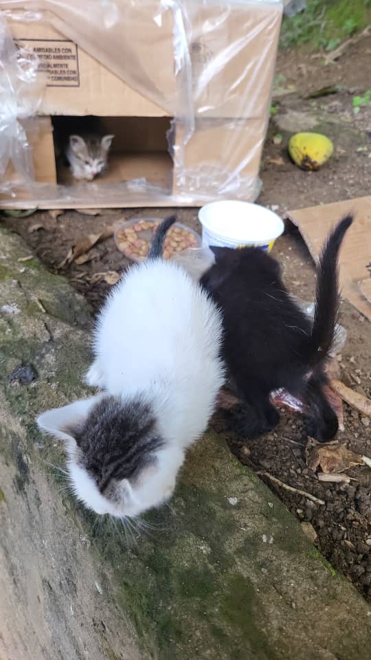 PerroUsuario's tweet photo. URGE resguardo RP @CedilloThelma: #DIFUNDO Buenas tardes URGENTE 🆘🆘🆘 Gatitos abandonados en Macaracuay Caracas detrás del Central Madeirense, en la cancha que está frente del colegio de Psicologos, lloran de frío, los están picando los bachacos y tienen los ojos enfermos. https://t.co/Lc3Hi6Teqh