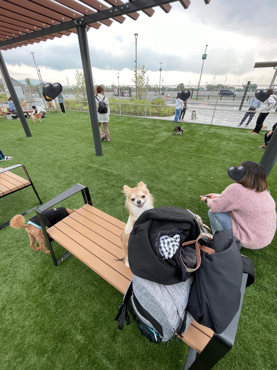 ijyi_oo's tweet photo. 犬見知りの荷物擬態 https://t.co/o0T0HWyonY