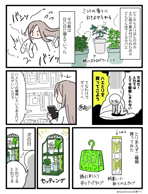 ミントを育てようとして小バエと戦った話漫画② 