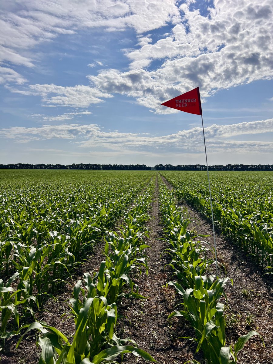Renate (@renatejochum) on Twitter photo Much needed showers combined with a nice warm forecast and we’re seeing corn thrive 🌽 <a href="/thunder_seed/">Thunder Seed</a> Much needed showers combined with a nice warm forecast and we’re seeing corn thrive 🌽 <a href="/thunder_seed/">Thunder Seed</a>