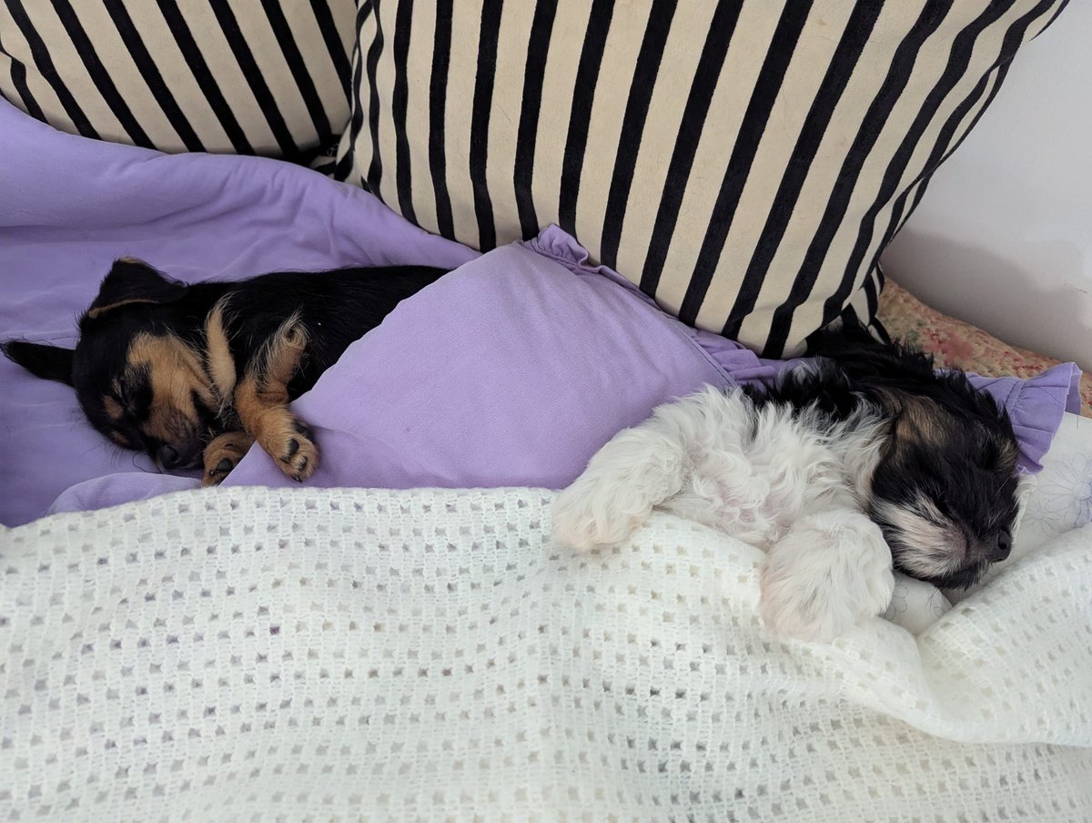 Dogs Trust 💛🐶 (@dogstrust) on Twitter photo Who's ready for the weekend already? Lou and Bud are planning to have a chill one in their forever home! 🐶💛
<a href="/DT_Cardiff/">Dog Trust Cardiff</a> Who's ready for the weekend already? Lou and Bud are planning to have a chill one in their forever home! 🐶💛
<a href="/DT_Cardiff/">Dog Trust Cardiff</a>