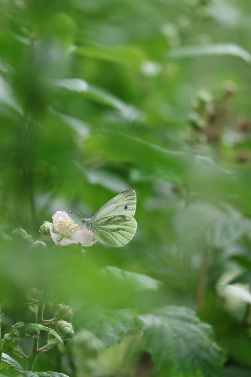 In hot weather many animals would seek cover.

Still, the reserve is now buzzing with all sorts of other wildlife, if you look closely. 🧐

(Ladybird larvae &amp; Speckled Bush cricket pics by Rob Gilmore; Green-veined White butterfly by staff member Viviana)