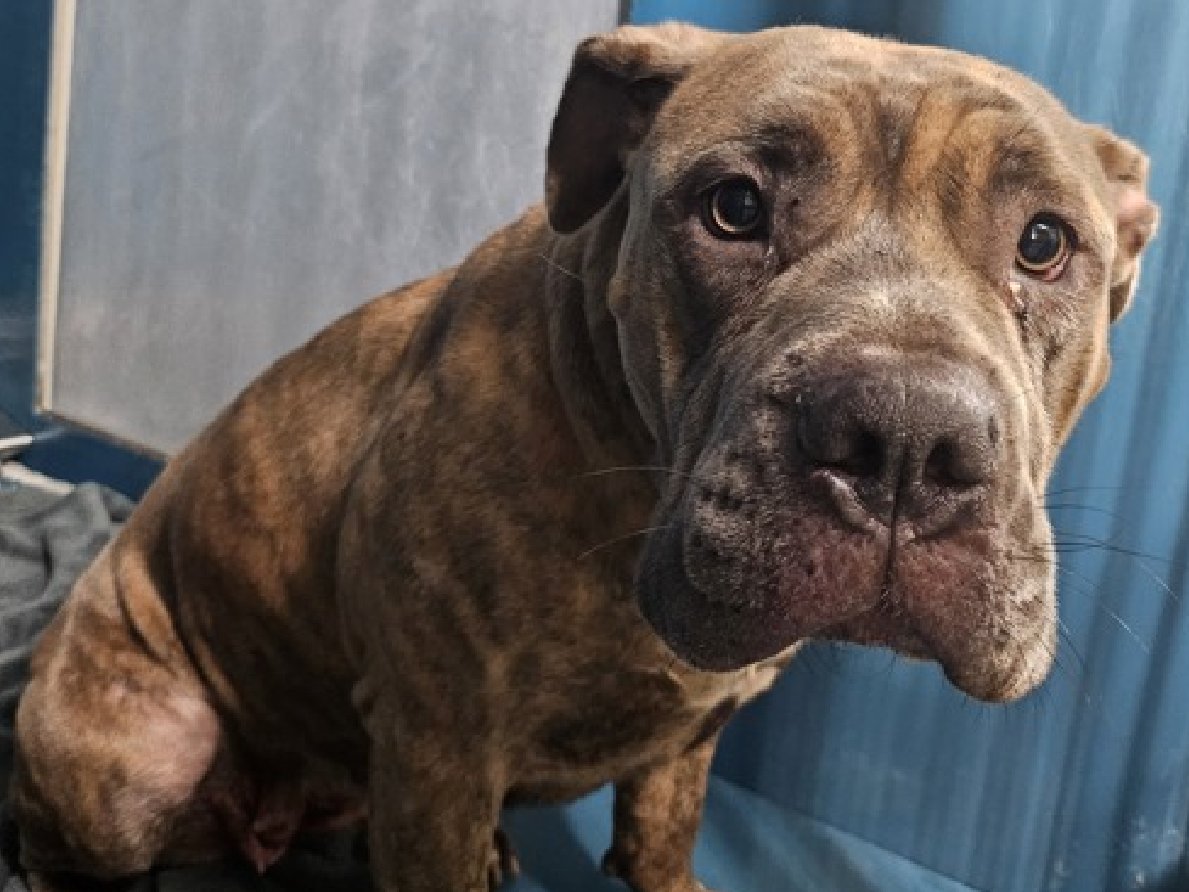 NMBewitched's tweet photo. "Disappointment is the gap between what we wish and what is."
Ngoma
New Intake #NYCACC
#RescueOnly #FosterMe #Pledge4Me
Ngoma
No rainbows to paint
Sits alone, scared & sad
In the cage of death, awaiting her fate
But you can control it
Give her time, a home, love & life https://t.co/ICNGqWJkku