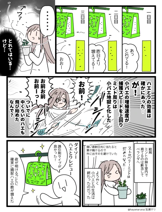 ミントを育てようとして小バエと戦った話漫画③ 