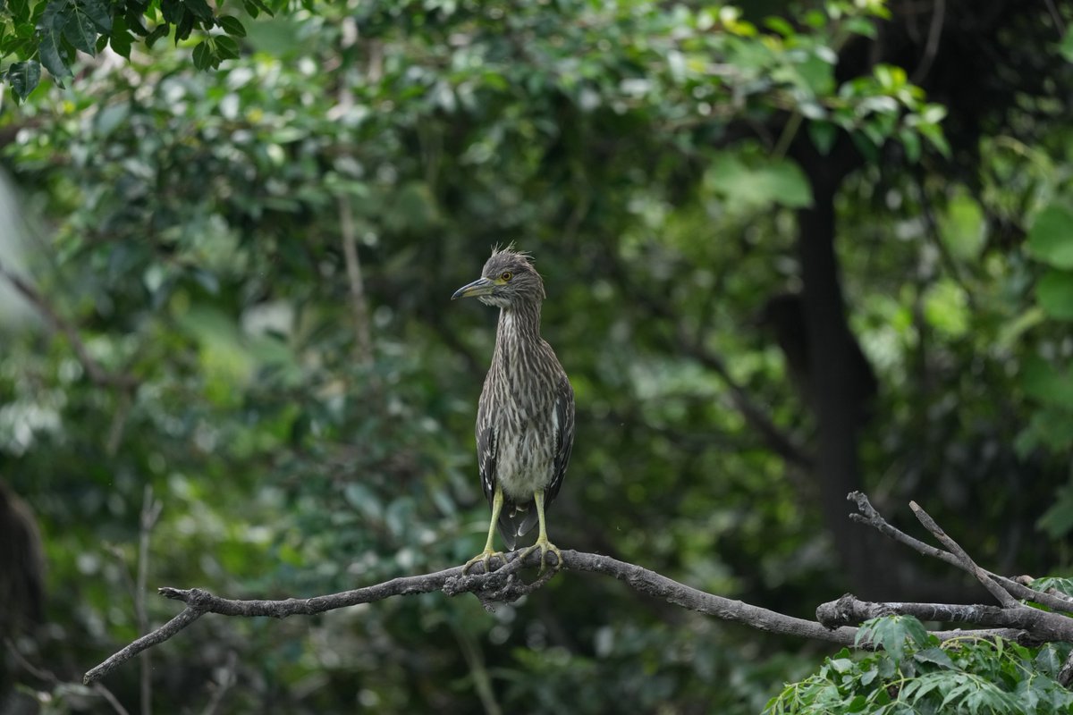 大阪某所のサギコロニーがとんでもなく凄かった

#アオサギ #ダイサギ #チュウサギ #コサギ #ゴイサギ #ホシゴイ