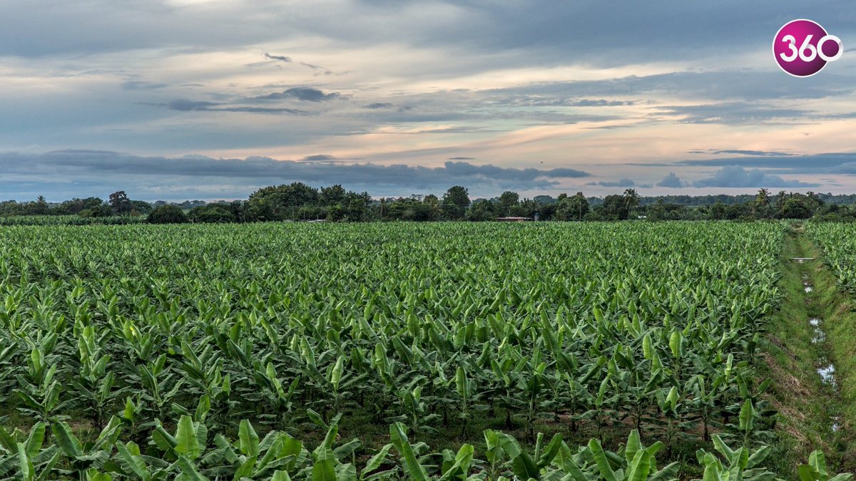 #Empresarial | Urabá se consolida como epicentro de desarrollo sostenible en Colombia. El modelo de producción bananera impulsado por empresas como Banacol ha contribuido al bienestar comunitario, la equidad de género y el relevo generacional.