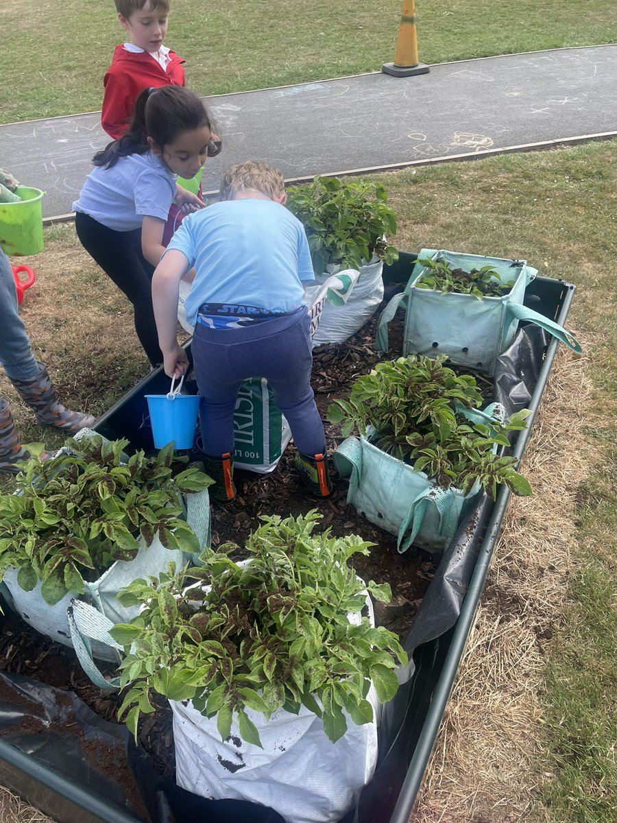 fairwayGLP's tweet image. Our growing area is thriving thanks to our gardening club! 
💚🌸☀️
#Fairway #GLP #Gardeningclub