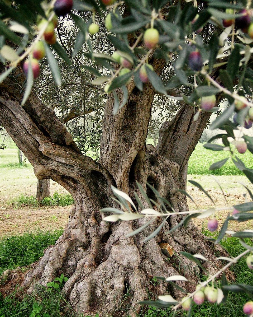 Oliveti millenari e mani sapienti custodiscono da secoli un tesoro abruzzese: l’#olio. Una tradizione che si tramanda di generazione in generazione, tra passione e cultura del territorio.
📷 Sean Perry
#abruzzo #oleoturismo #cittadellolio #viaggioinabruzzo