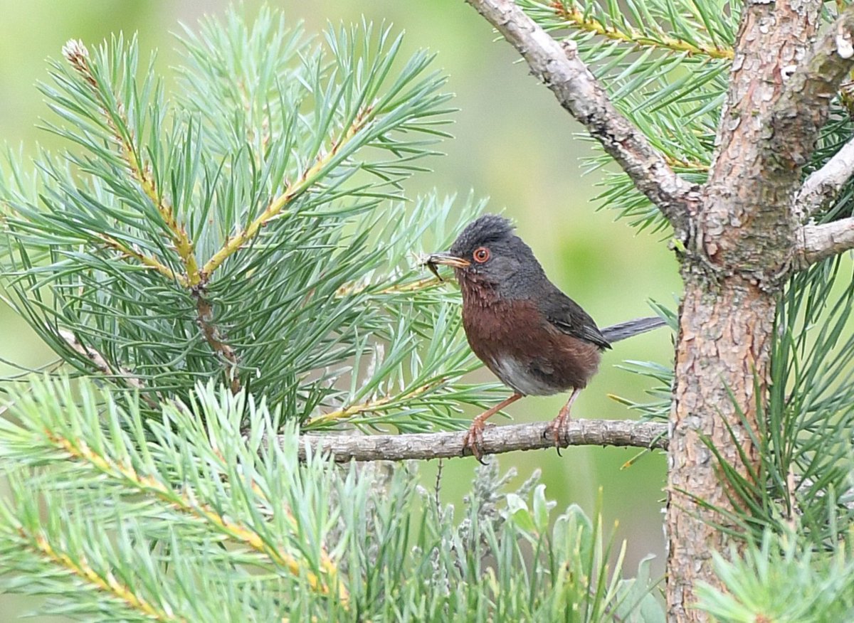 Dartford Warbler at Stoke Common yesterday. #bucksbirds