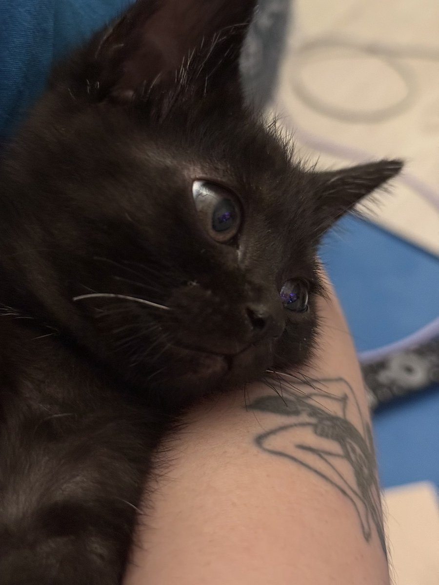 잘 안보여서 그렇지(?) 뿌꾸 정말 잘생겼거든요
미래의 집사님, 나중에 뿌꾸 아이돌 시키시면 됩니다(?) 

*입양 문의 및 신청 링크
linktr.ee/horamwinter

#가족찾는뿌꾸 #사지말고입양하세요