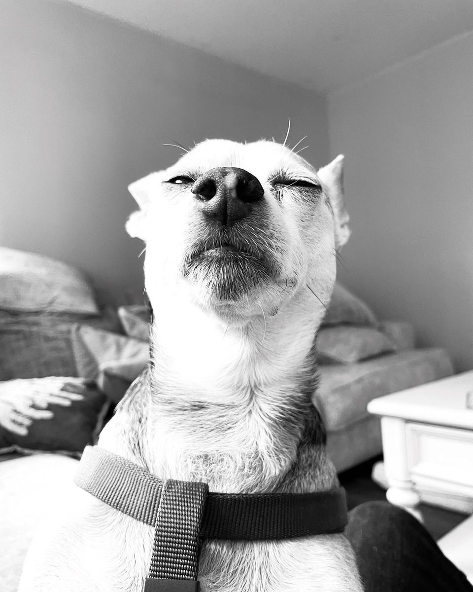seanoldCRE's tweet photo. My Scruffy-snuffy-luffy-dufalous https://t.co/ukzNSQKtrR